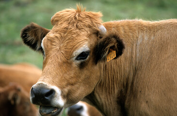 Obraz premium Vache Aubrac, Parc Naturel Régional de l'Aubrac, France