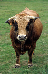 Obraz premium taureau, Vache Aubrac, Parc Naturel Régional de l'Aubrac, France