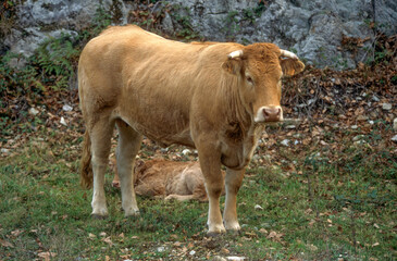 Vache, race Béarnaise, femelle et jeune