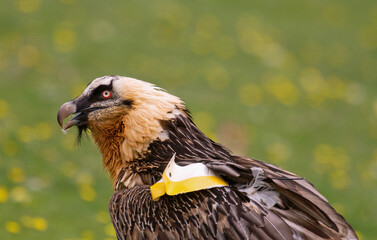 Gypaète barbu,.Gypaetus barbatus, Bearded Vulture, Pyrénées