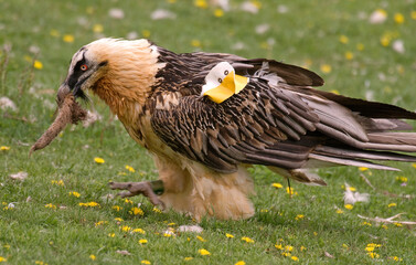 Gypaète barbu,.Gypaetus barbatus, Bearded Vulture, Pyrénées