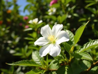 Fototapeta premium White Petals of a Flower Glistening in the Sunlight in a Vibrant Garden