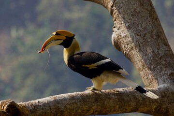 yellow billed hornbill in a tree