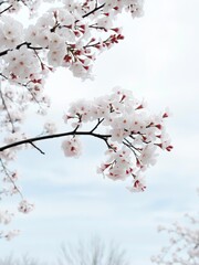Obraz premium Serene Scene of Japanese Cherry Blossoms with Soft Breeze and Blue Skies