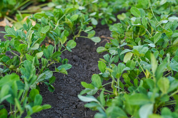 Green beds filled with peanuts stretch across a peanut farm, highlighting the growth and cultivation process. concept captures the essence of agriculture, farming of peanut cultivation.
