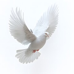 Obraz premium A stunning image of a white dove in mid-flight, symbolizing peace, hope and purity. Serene White Dove: A Symbol of Peace and Purity