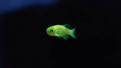 tropical fish in aquarium