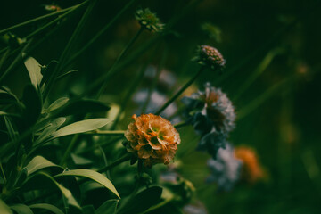 Scabious purple lilac flowers in spring garden. Springtime, summer season flowering plants in a meadow. Rural landscape. Formal garden landscaping.