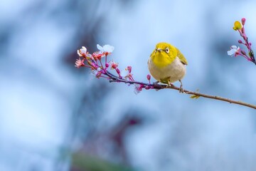 robin on a branch