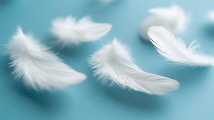 Fototapeta premium Delicate White Feathers Float Gently On Blue
