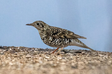 a small bird on the beach