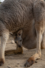 Close-up of a kangaroo with its joey peeking out from the pouch. The joey displays a relaxed and curious expression, highlighting a tender moment in wildlife behavior.