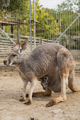 Fototapeta premium kangaroo stands alert with its joey peeking out from its pouch in a zoo setting. The image captures the unique bond between the mother and her young, conveying care and protection.