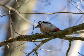 Ein Schwarzspecht in seinem natürlichem Lebensraum