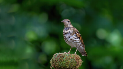 robin on a branch