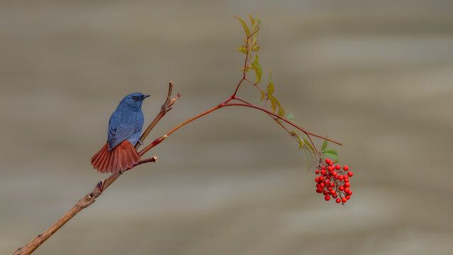 red berries on a branch - Powered by Adobe