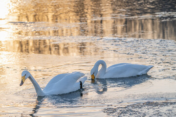 swan in the snow