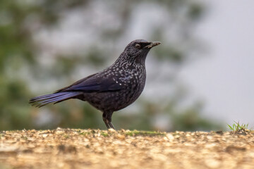 blackbird on the ground