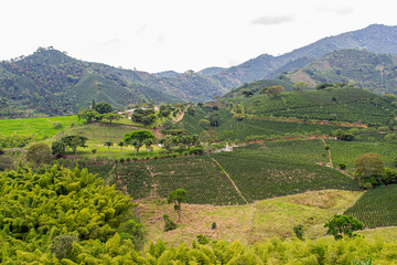 Landscape of layered Colombian mountains showing field crops of coffee plantations