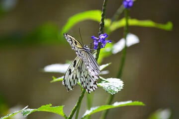 Beautiful white butterfly in natural place