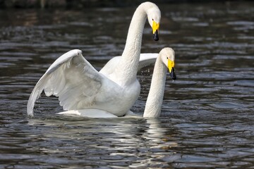 mute swan cygnus olor