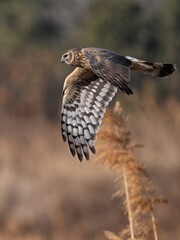 red tailed hawk buteo