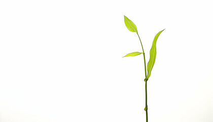 Fototapeta premium Young bamboo sprout against white backdrop