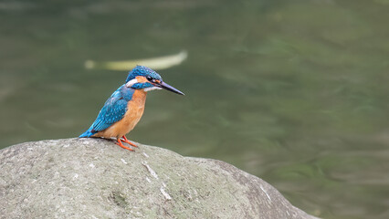kingfisher on the branch