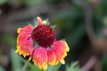 Spring Concept, Blooming Colorful Indian Blanket Flower ,Gaillardia pulchella, Fire-wheel , Rose Ring Gaillardia