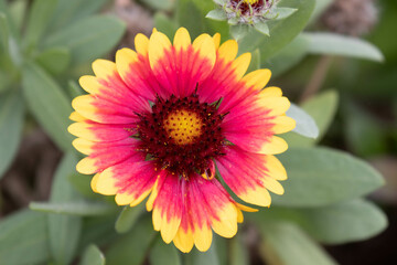 Spring Concept, Blooming Colorful Indian Blanket Flower ,Gaillardia pulchella, Fire-wheel , Rose Ring Gaillardia