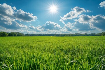 Obraz premium Green grass field and forest under bright sun and cloudy sky