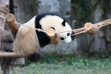 Funny Pose of Little Fluffy Panda, Chongqing, China