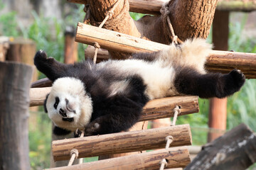 Funny Pose of Little Fluffy Panda, Chongqing, China