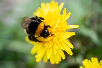Bee on a flower close up. Bumblebee collects nectar on dandelion flower. Spring bee in flower. Yellow dandelion flower. Nature concept. Environment background. Nature background.