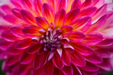 Obraz premium Floral background. Flower blooming. Macro flower. Flower petals. Macro Nature. Colorful chrysanthemum flower macro shot.