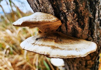 mushroom in the forest