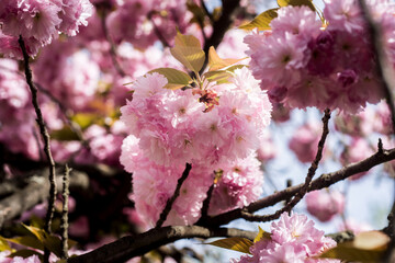 Cherry blossom. Sakura Festival. Cherry Blossoms Trees. Sakura spring flowers pattern. Cherry Blossoms Trees. Sakura spring flowers pattern. Flower sky background. Pink flowers background.