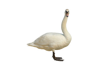 Cygnus columbianus isolated on transparent background png file