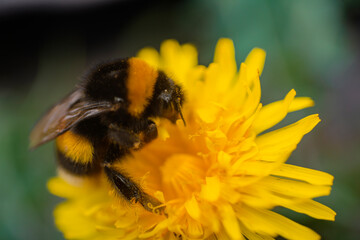 Bee on a flower close up. Bumblebee collects nectar on dandelion flower. Spring bee in flower....