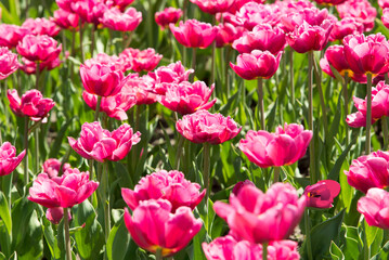 bright red pink tulips in a lush green garden on a sunny day