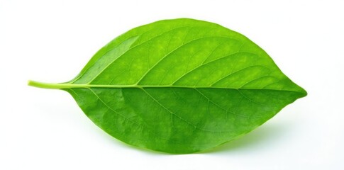 Fototapeta premium Single leaf with veins isolated on white background, botanical, flowers, single element