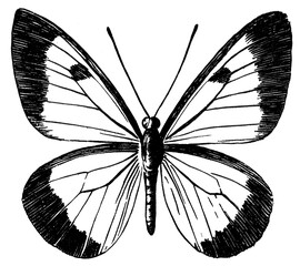 PNG Butterfly drawing white illustration.