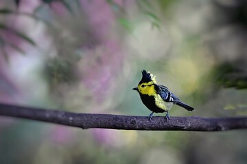 great tit parus major