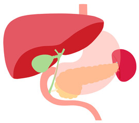 （胃が透けている）肝臓・胆嚢・胃・膵臓・脾臓のイラスト