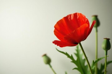 Obraz premium Single poppy flower isolated on white for photography, floral, single