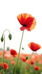 Fototapeta premium Single red poppy against a crisp white background, field of flowers, colorful blooms, delicate petals