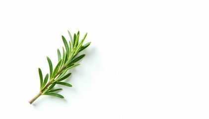 Fototapeta premium Single sprig of rosemary with foliage isolated, green, aromatic, rosemary
