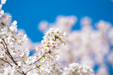 Spring Flower bloom on blossom tree. Spring nature. Blossom branch of a bloom tree. Spring Bloom of cherry tree flowers. Spring Nature Background.