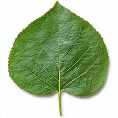 Obraz premium Vibrant Green Leaf Close up on White Background