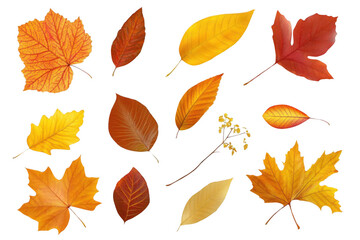 Obraz premium Autumn Leaves Fall Gently on Black Background, Showcasing Vibrant Fall Colors.